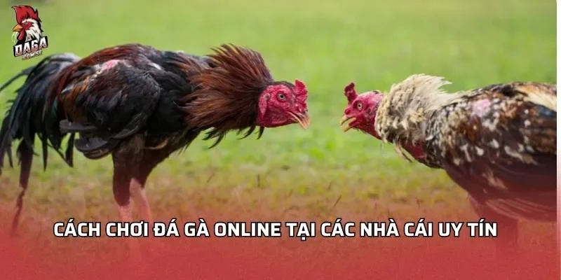 cách chơi đá gà online