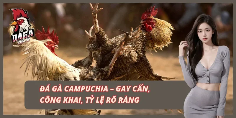 Đá gà Campuchia