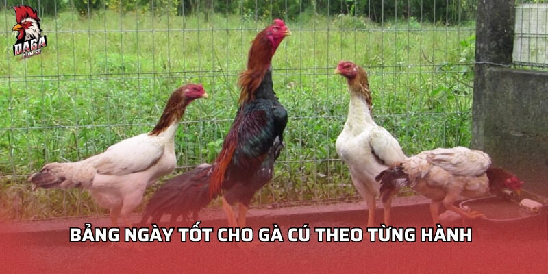Bảng ngày tốt cho gà cú theo từng hành