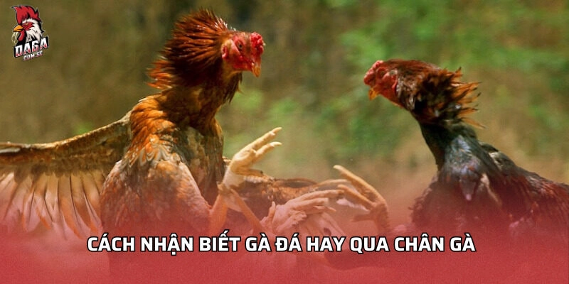 Cách nhận biết gà đá hay qua chân gà