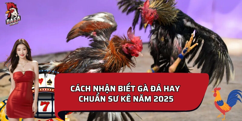 Cách nhận biết gà đá hay