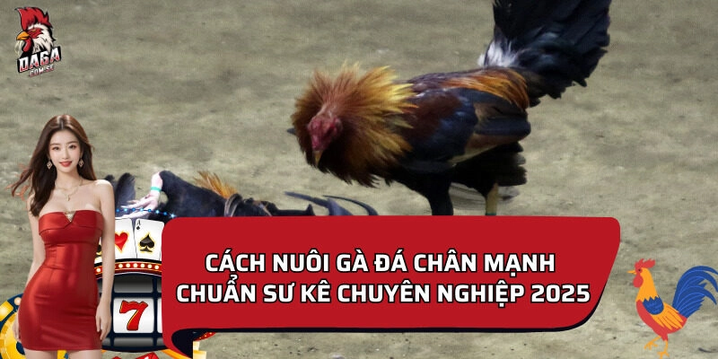 Cách nuôi gà đá chân mạnh
