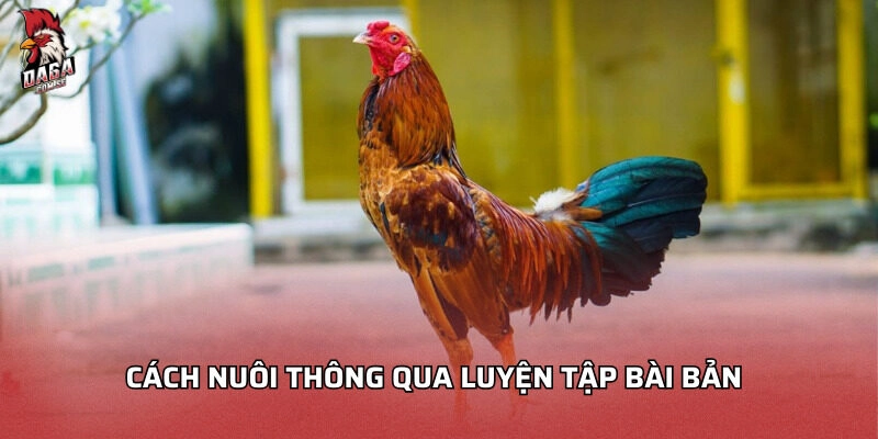 Cách nuôi thông qua luyện tập bài bản