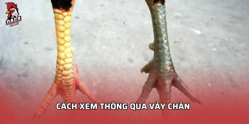 Cách xem thông qua vảy chân
