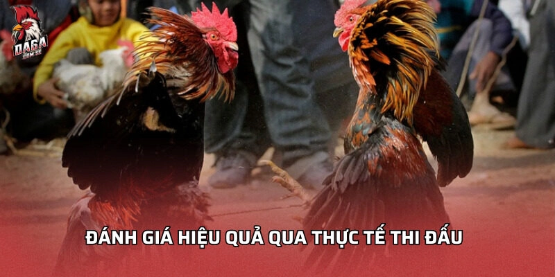 kết quả gà đá sau khi vô nghệ