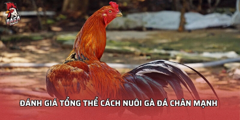 Đánh giá tổng thể cách nuôi gà đá chân mạnh
