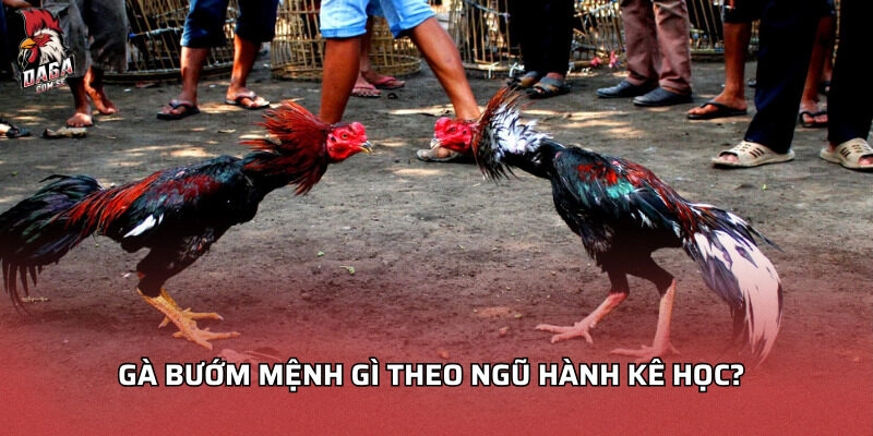 Gà bướm mệnh gì theo ngũ hành kê học?