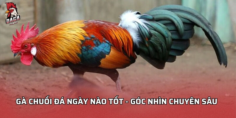 Gà chuối đá ngày nào tốt?