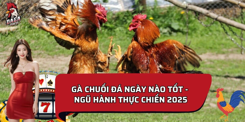 Gà chuối đá ngày nào tốt