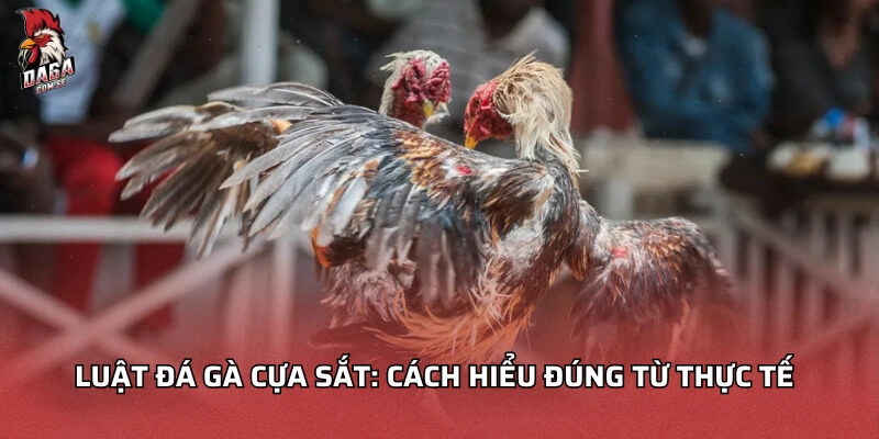 Luật đá gà cựa sắt