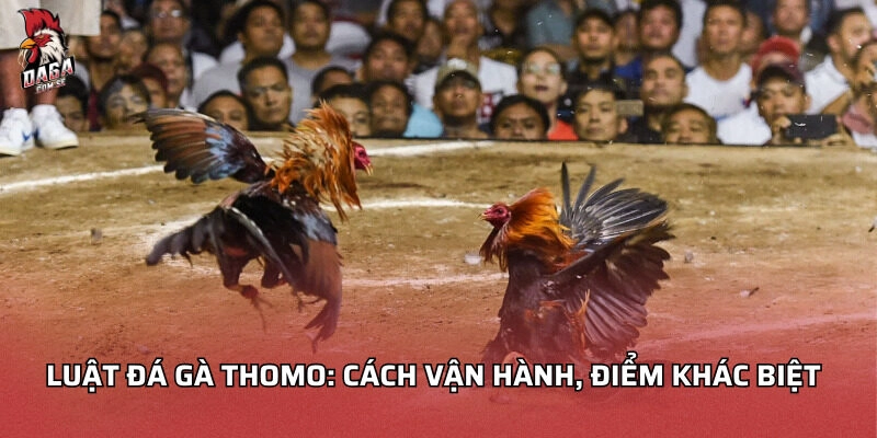 Luật đá gà Thomo