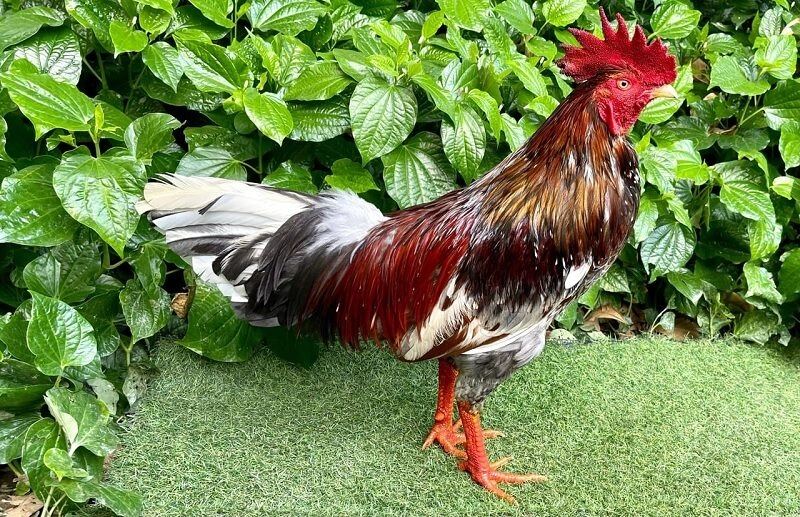 Trại gà Nguyễn Văn Bảy