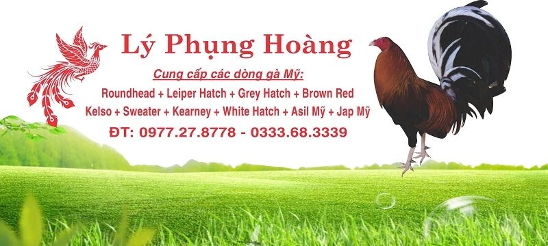 Trại gà Phụng Hoàng