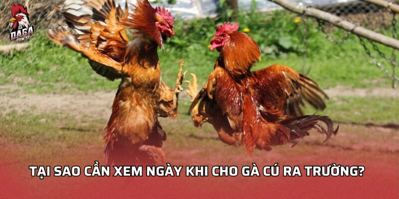 Gà cú đá ngày nào tốt