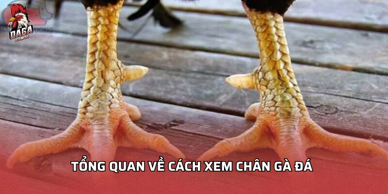cách xem chân gà đá