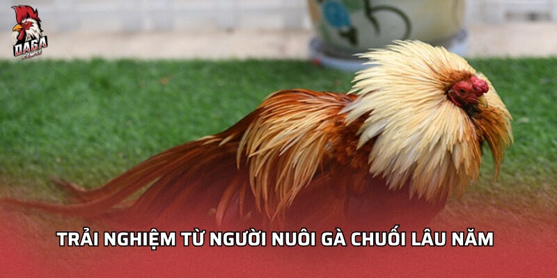 Trải nghiệm từ người nuôi gà chuối lâu năm